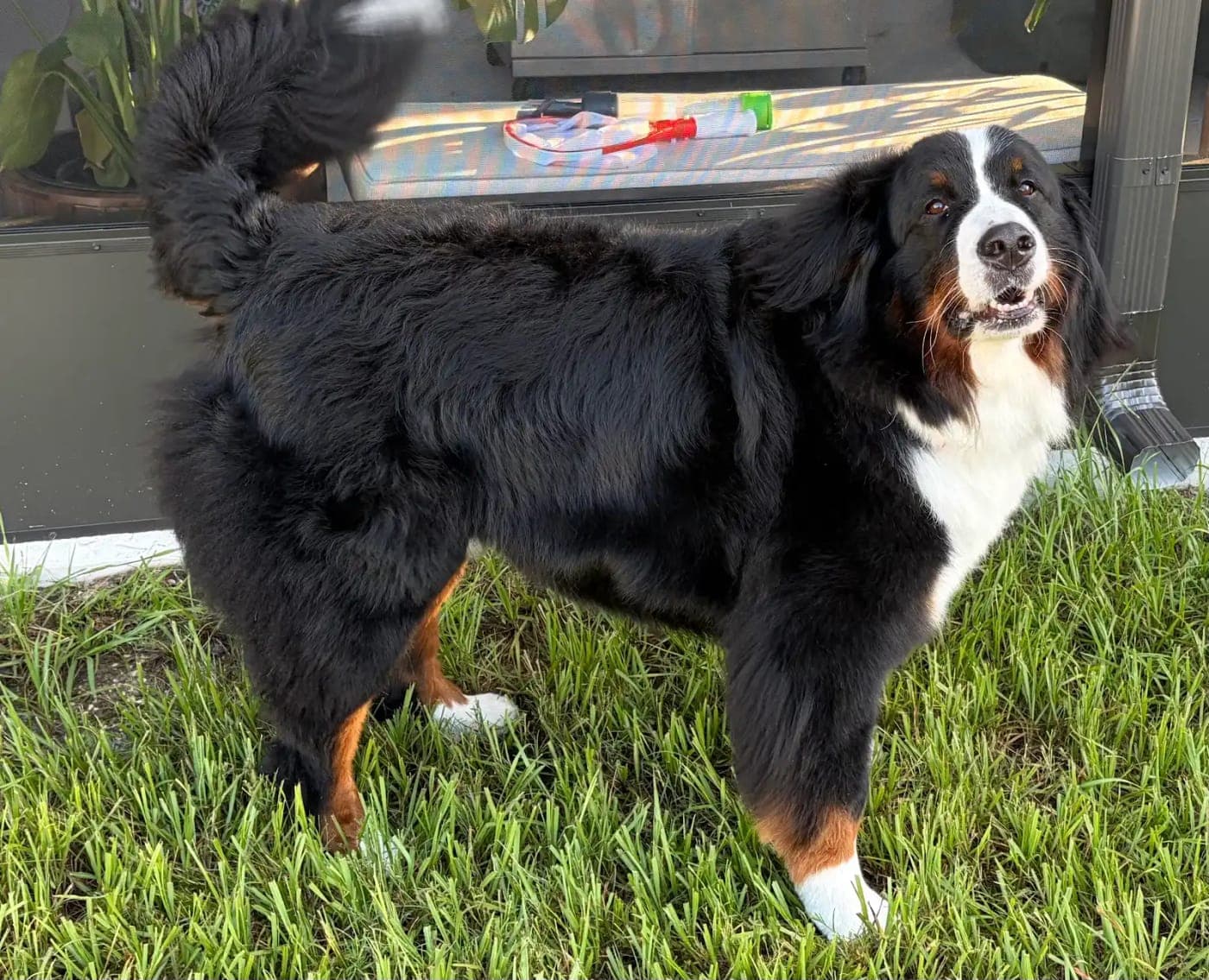 Bernese Mountain Dog showing off a full, healthy coat after grooming and deshedding, Ruskin FL