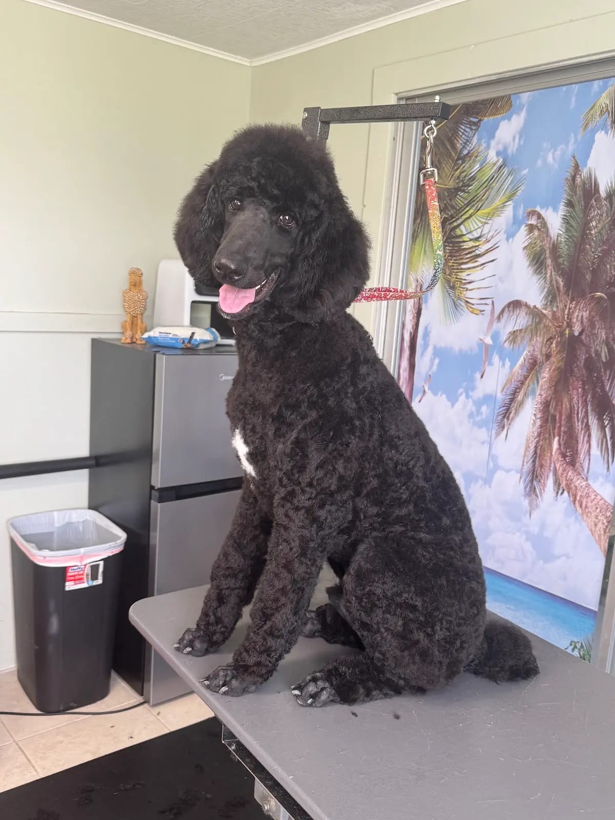 Black Standard Poodle sitting proud after a fresh poodle haircut in Ruskin, FL