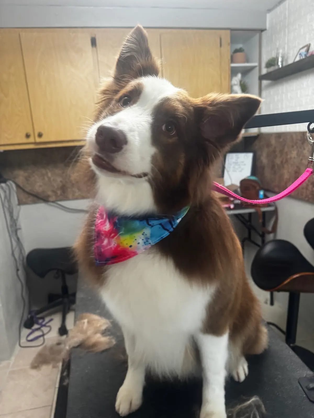 Border Collie in a tie-dye bandana after a fresh groom at Southshore Pet Grooming in Ruskin, FL