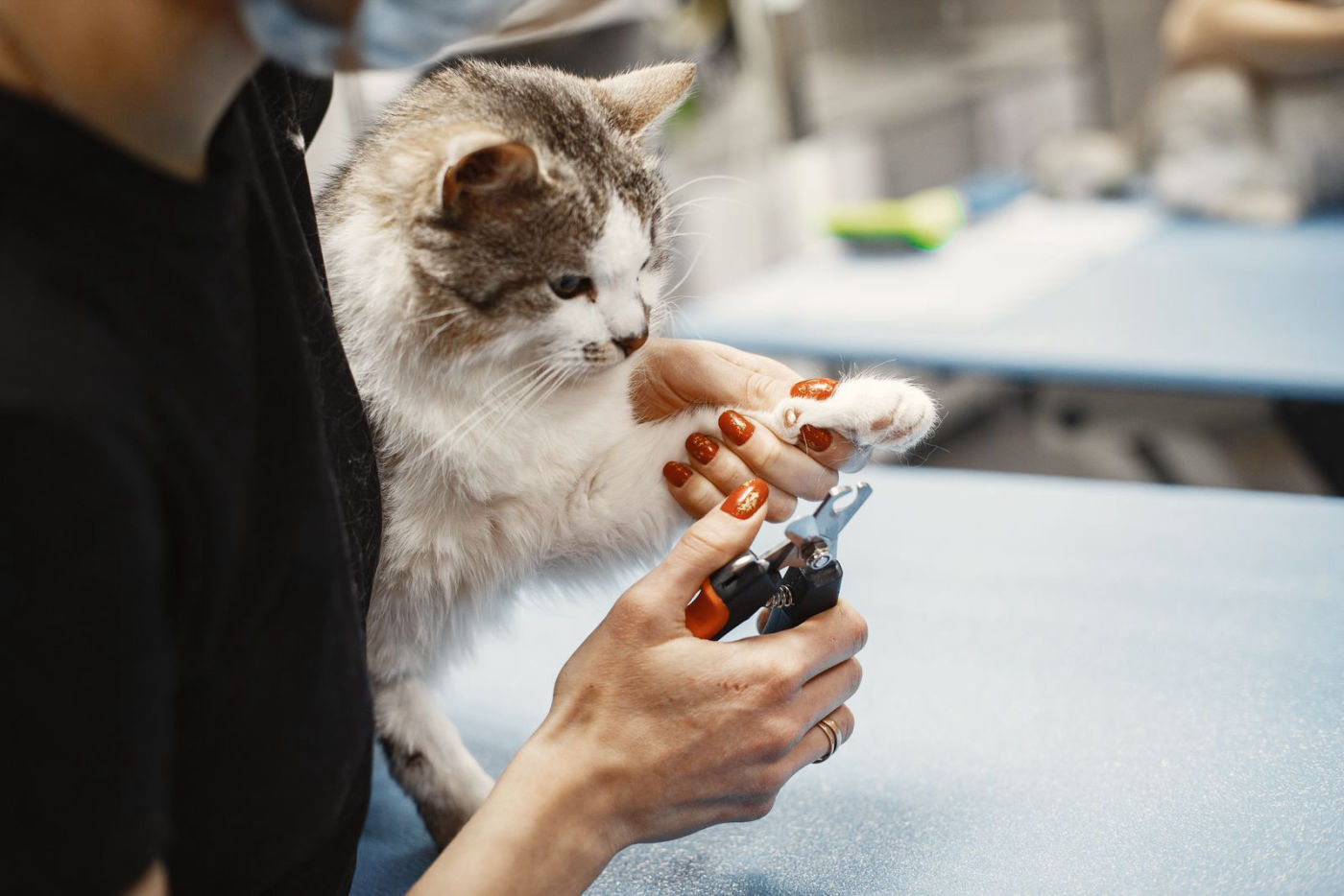 Cat getting a gentle nail trim at the grooming salon, cat nail trims at Southshore Pet Grooming in Ruskin, FL