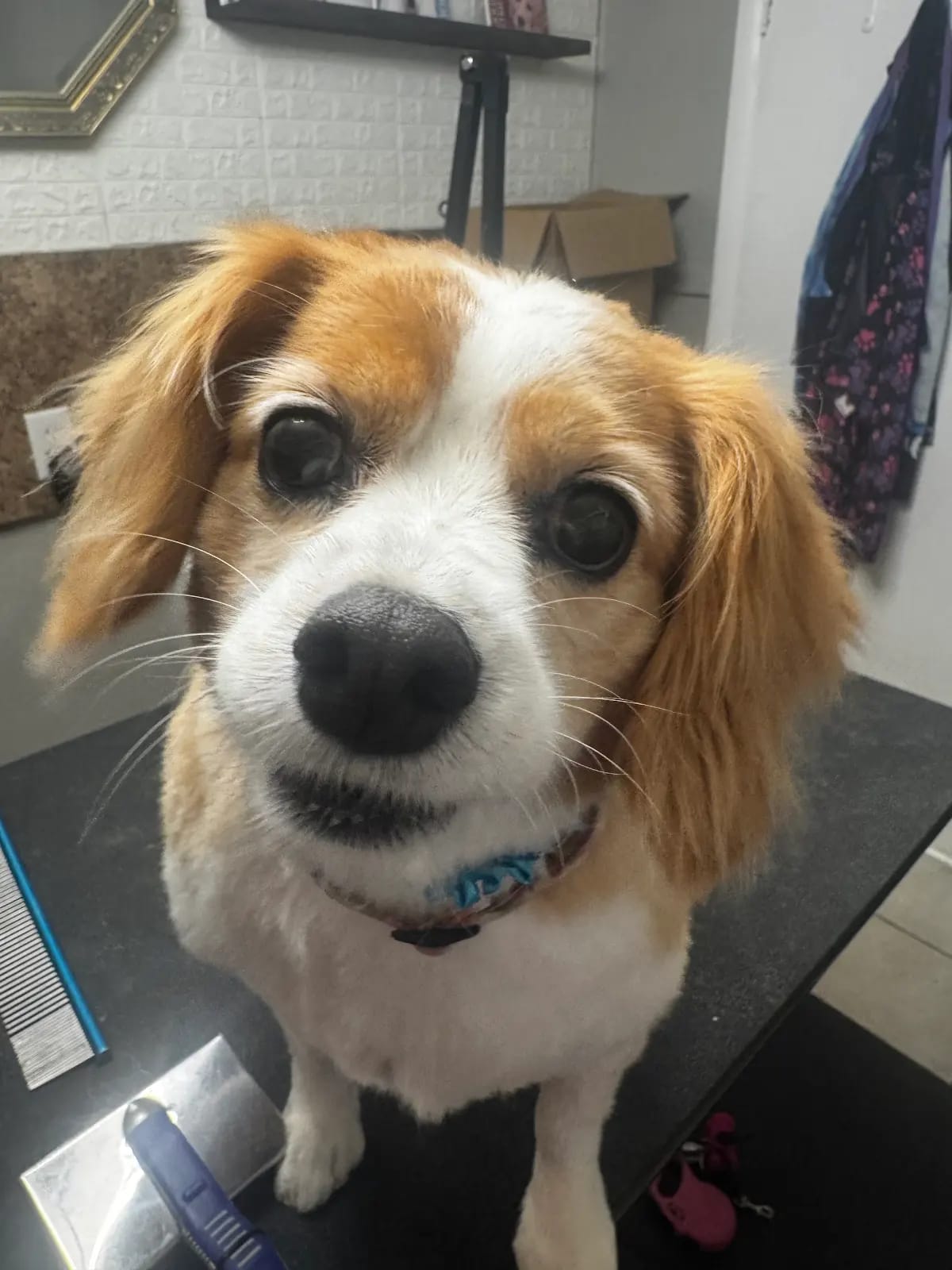 Cavalier mix with big brown eyes after a gentle bath and tidy at Southshore Pet Grooming