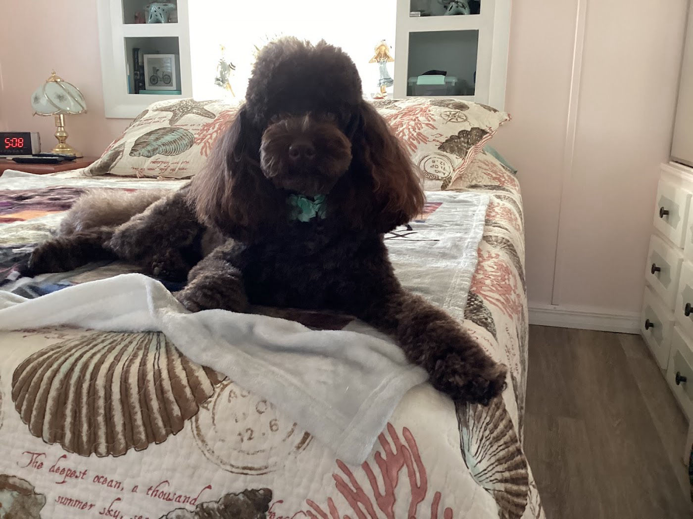 Chocolate Standard Poodle relaxing at home after a fresh dog haircut, poodle grooming near Sun City Center, FL