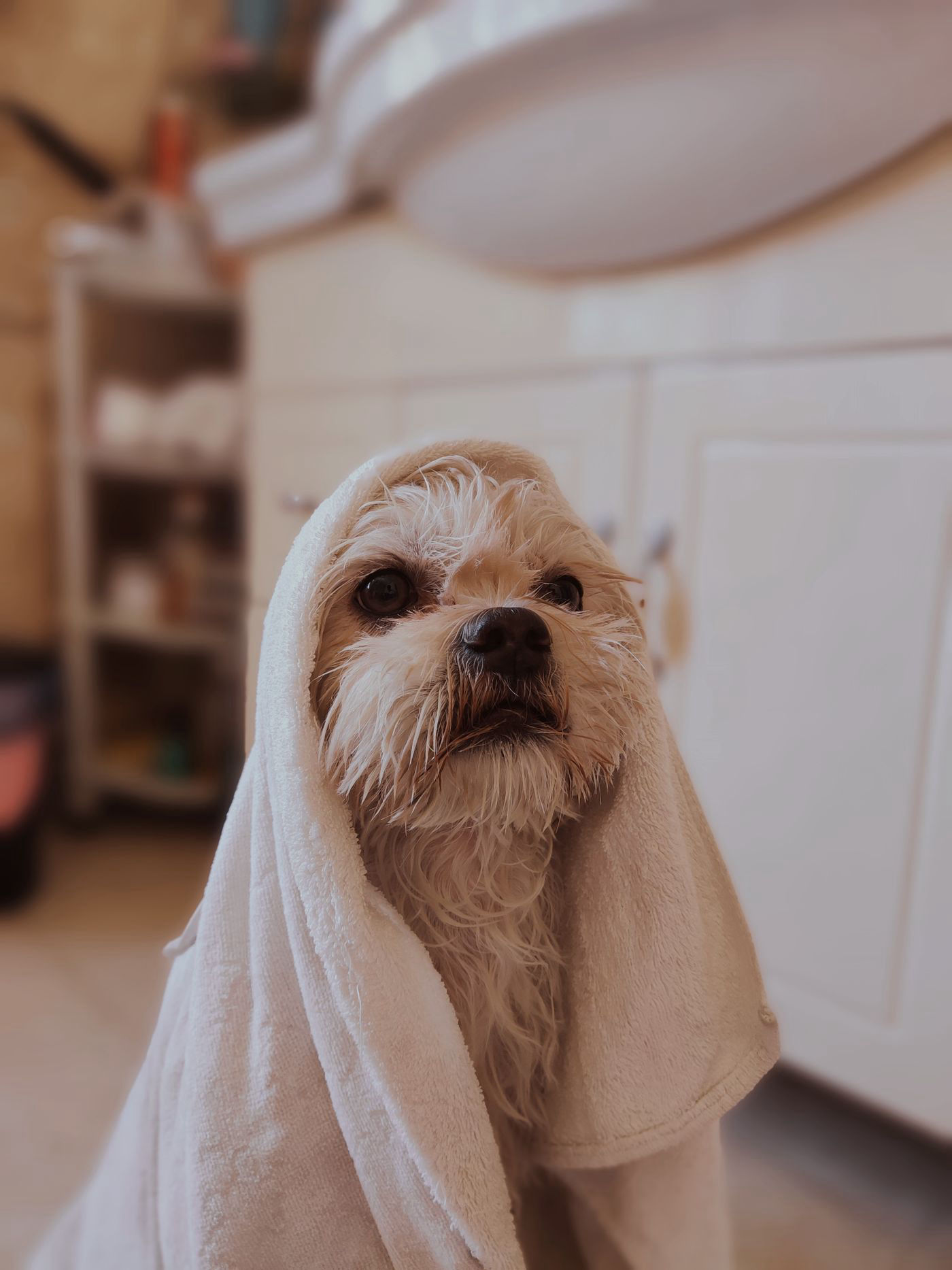 Small dog wrapped in a soft white spa towel after a warm bath, relaxed spa treatment at South Shore Pet Grooming in Ruskin, FL