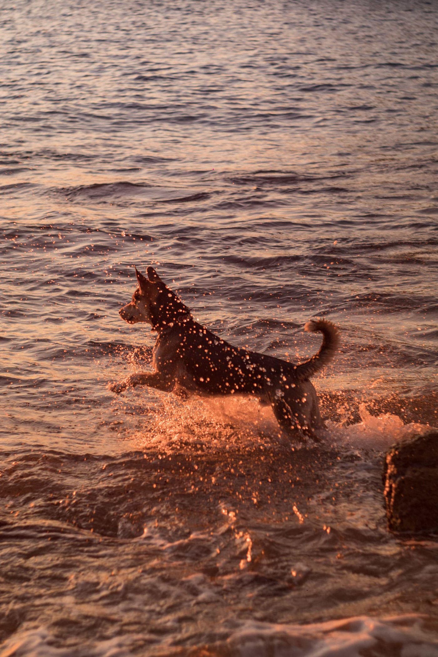 Happy dog splashing in the water at sunset, Southshore Pet Grooming serves Parrish and Tampa Bay's South Shore