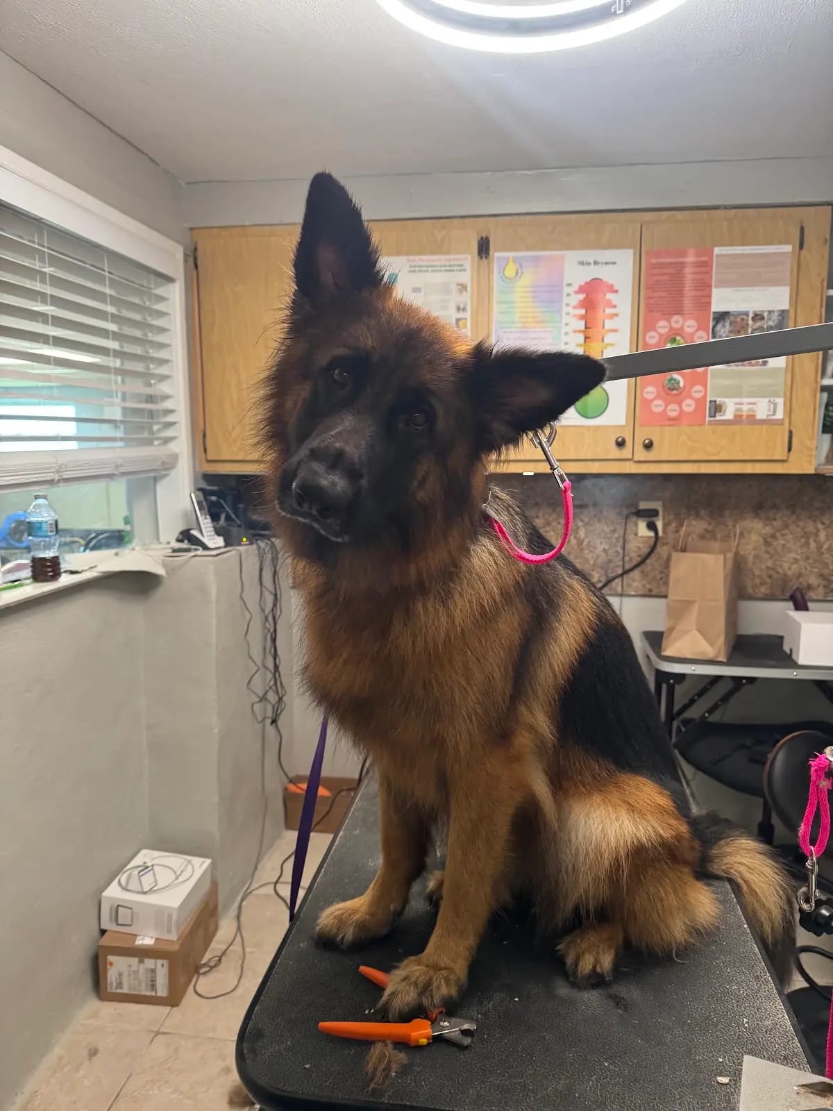 Long-haired German Shepherd on the grooming table after a bath and deshed, Ruskin FL
