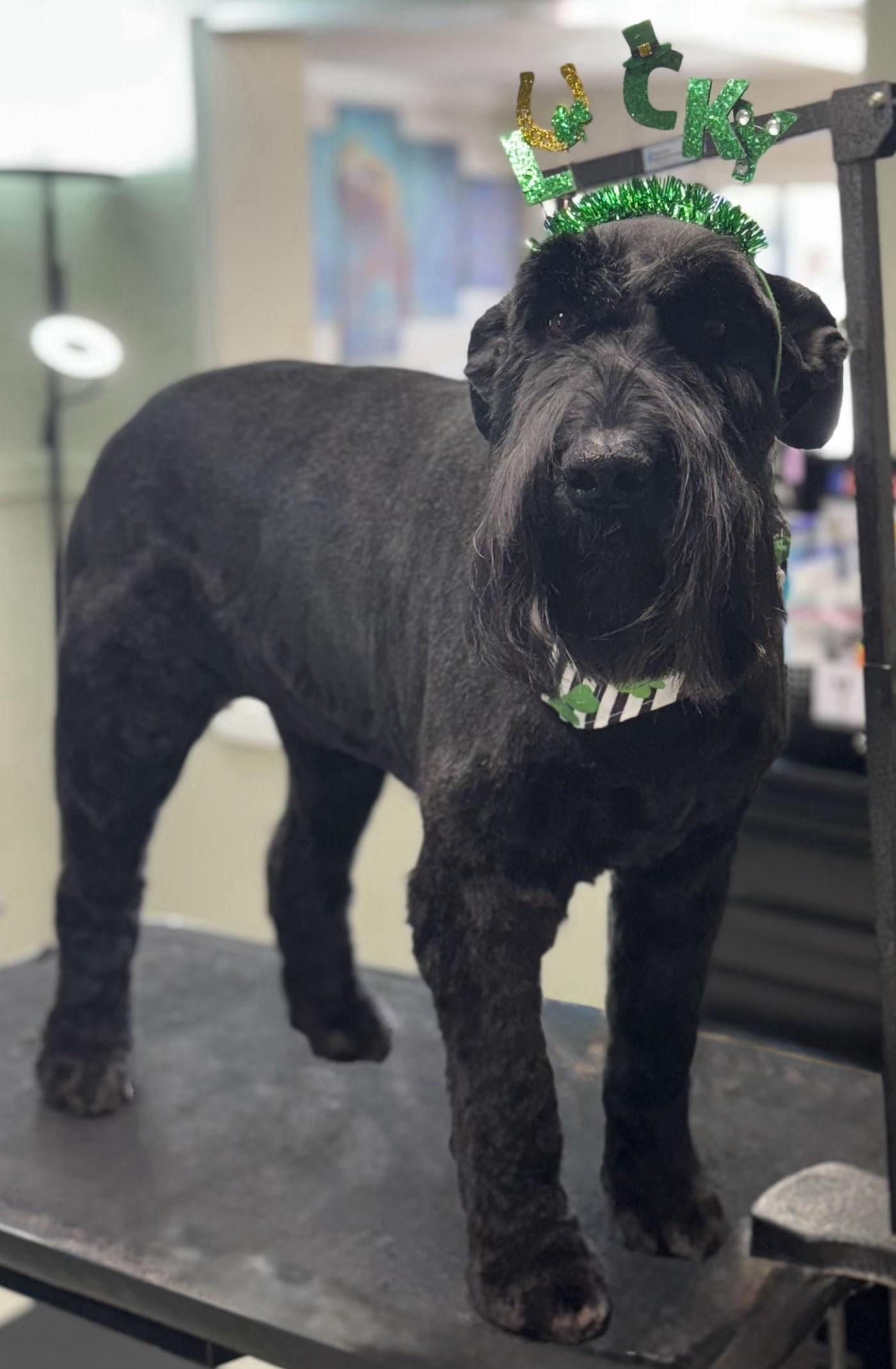 Giant Schnauzer with a crisp breed-standard haircut wearing a Lucky headband, dog grooming near Sun City Center, FL