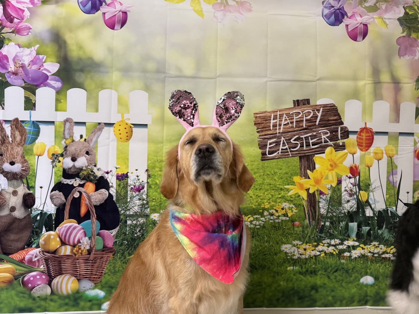 Golden Retriever in bunny ears at Easter photo day after grooming, serving Apollo Beach and the South Shore