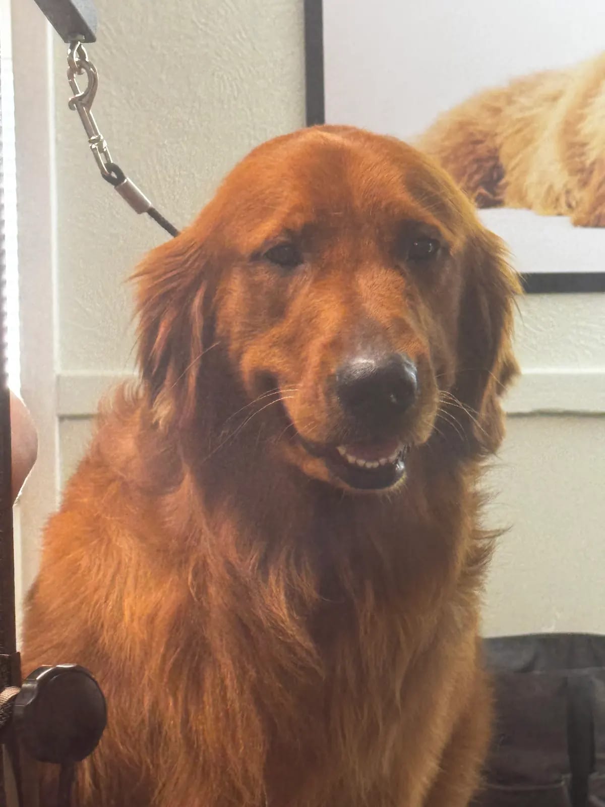 Golden Retriever grinning after a full-service dog groom in Ruskin, FL