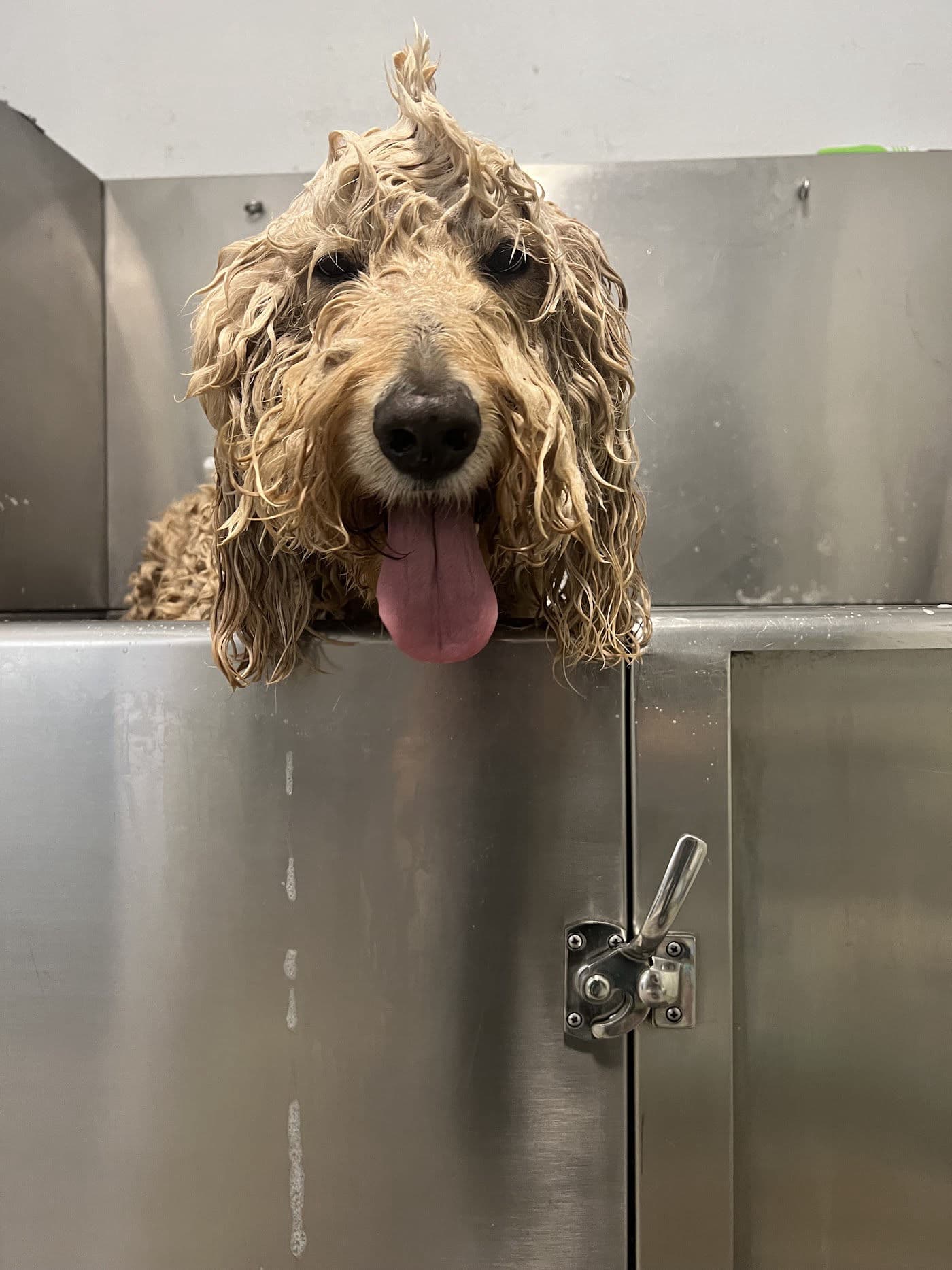 Goldendoodle enjoying a warm bath during a spa day at our Ruskin, FL dog grooming salon