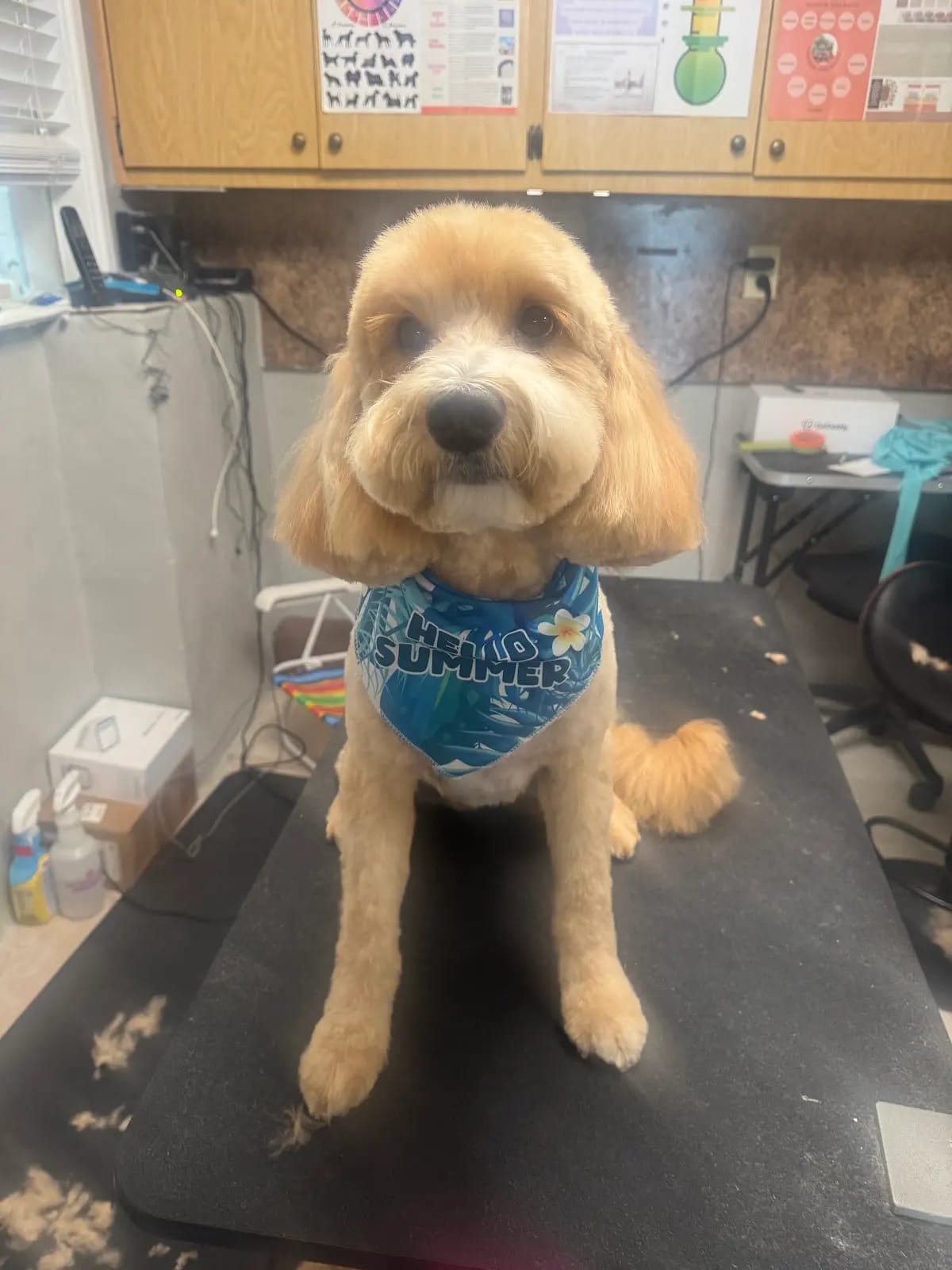Goldendoodle with a teddy-bear haircut wearing a Hello Summer bandana, doodle grooming Ruskin FL
