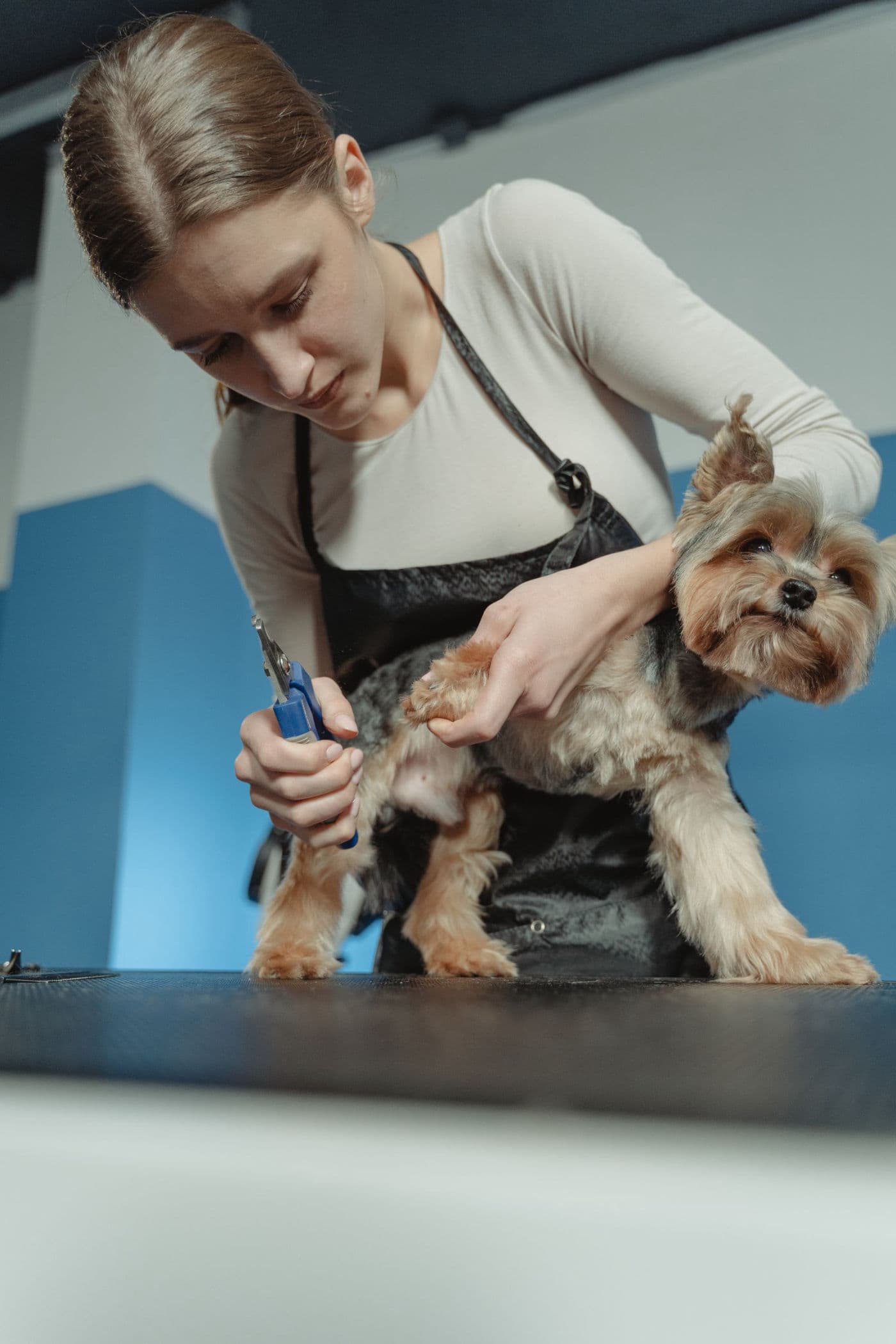 Groomer gently trimming a Yorkie's nails, walk-in nail trims at South Shore Pet Grooming in Ruskin, FL