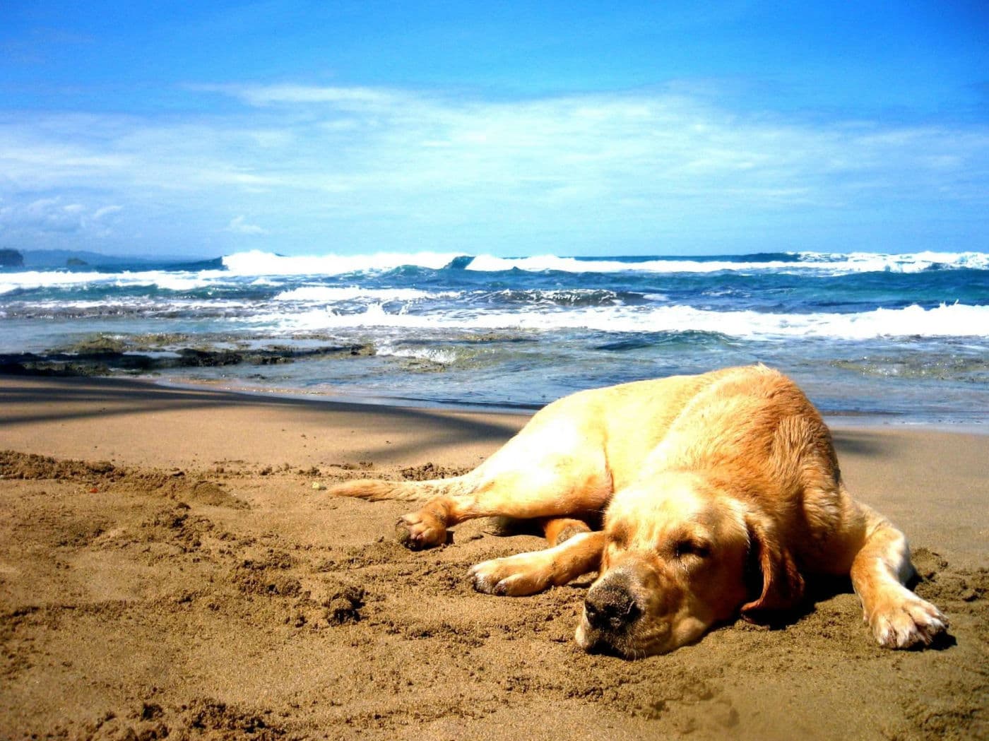 Happy dog relaxing on the sand by the water, living the South Shore life with Southshore Pet Grooming