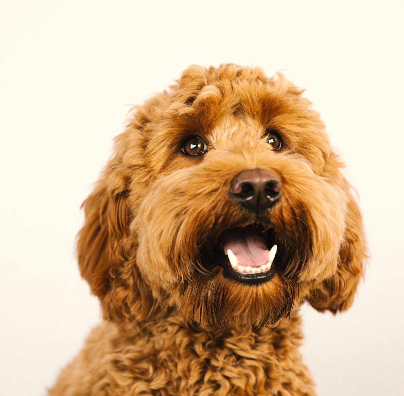 Happy goldendoodle with a fresh fluffy groom, doodle grooming at Southshore Pet Grooming in Ruskin, FL