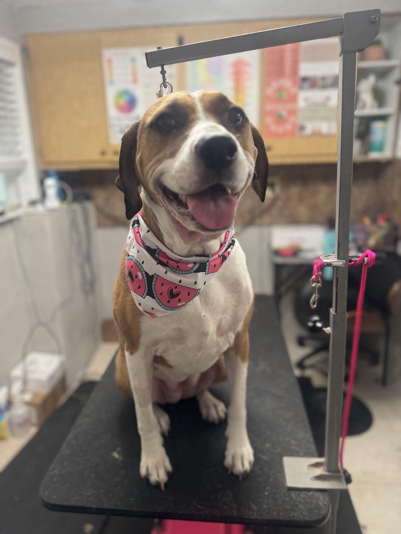 Happy hound mix in a watermelon bandana after a full-service dog groom, serving Riverview and Gibsonton, FL