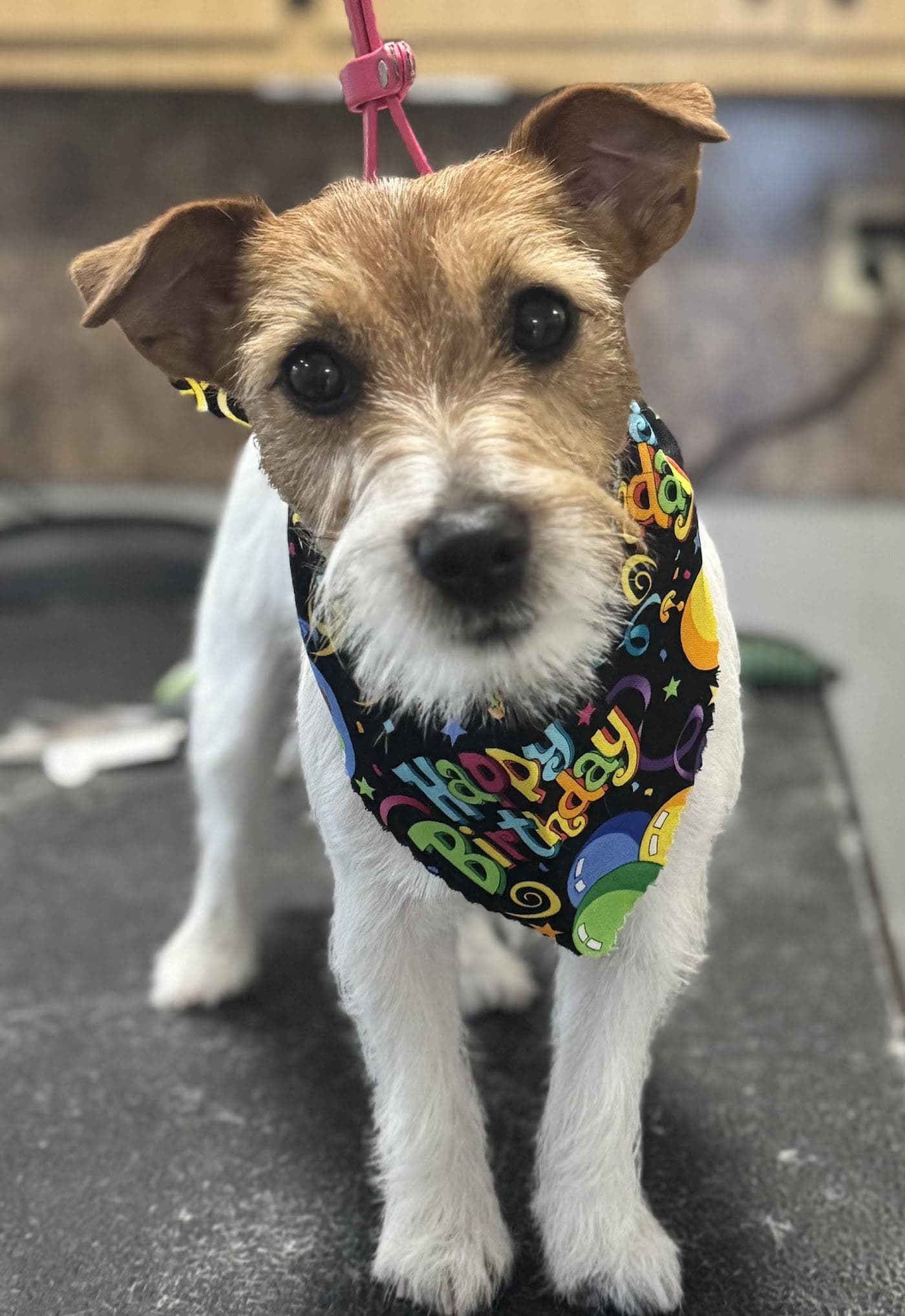 Jack Russell Terrier in a Happy Birthday bandana after his groom, dog grooming near Wimauma, FL