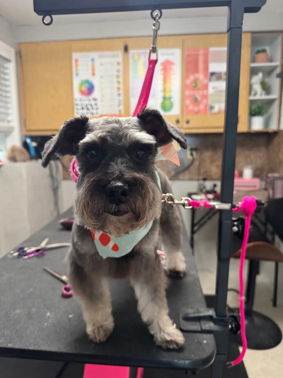 Miniature Schnauzer in a bandana after a breed-standard haircut at Southshore Pet Grooming