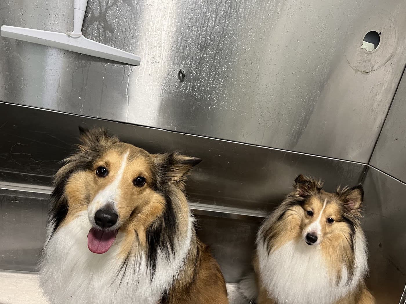 Two smiling Shelties in the tub for bath day, dog baths for pups from Apollo Beach and Ruskin, FL