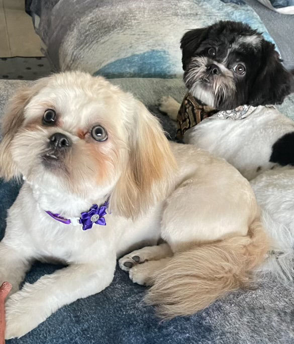 Two freshly groomed Shih Tzus with bows after their dog haircuts at Southshore Pet Grooming in Ruskin, FL
