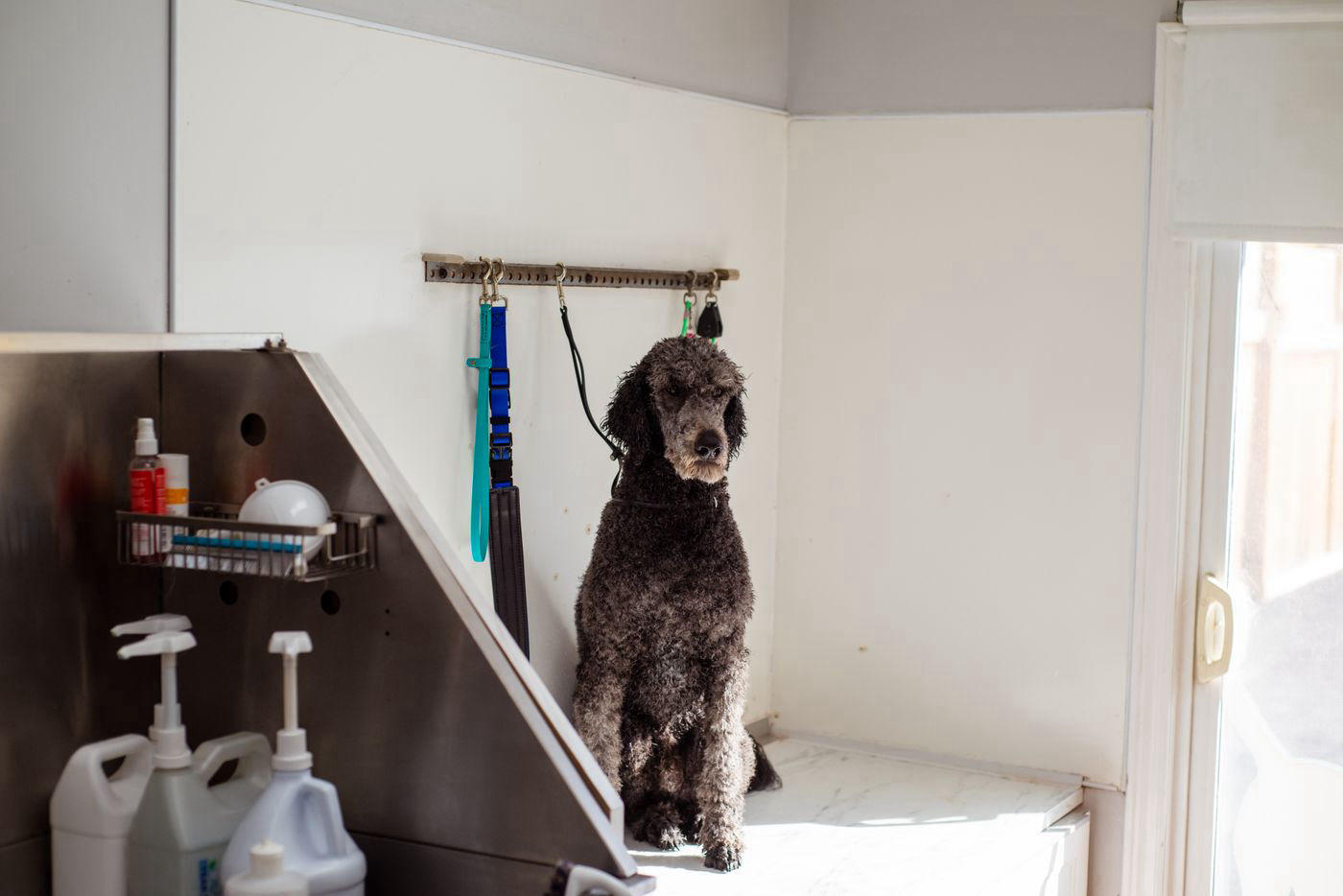 Calm standard poodle waiting comfortably for a breed-standard haircut at the grooming salon, breed-specific grooming near Ruskin, FL