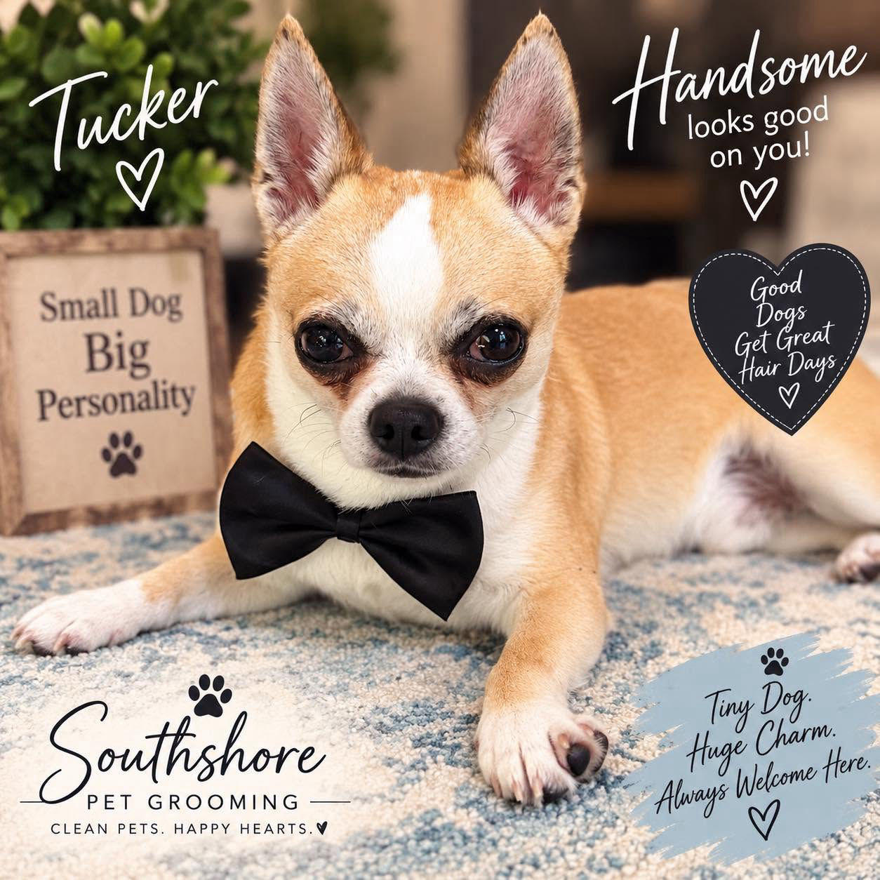 Tucker the chihuahua wearing a bow tie after his groom at Southshore Pet Grooming · small dog, big personality